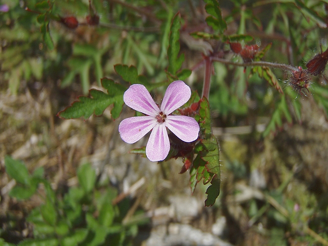 Geranium robertianum